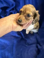Roger, a  Miniature Dachshund for sale in Trenton, NJ – 5 of 5
