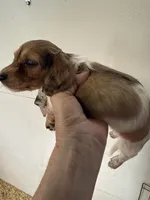 Roger, a  Miniature Dachshund for sale in Trenton, NJ – 3 of 5