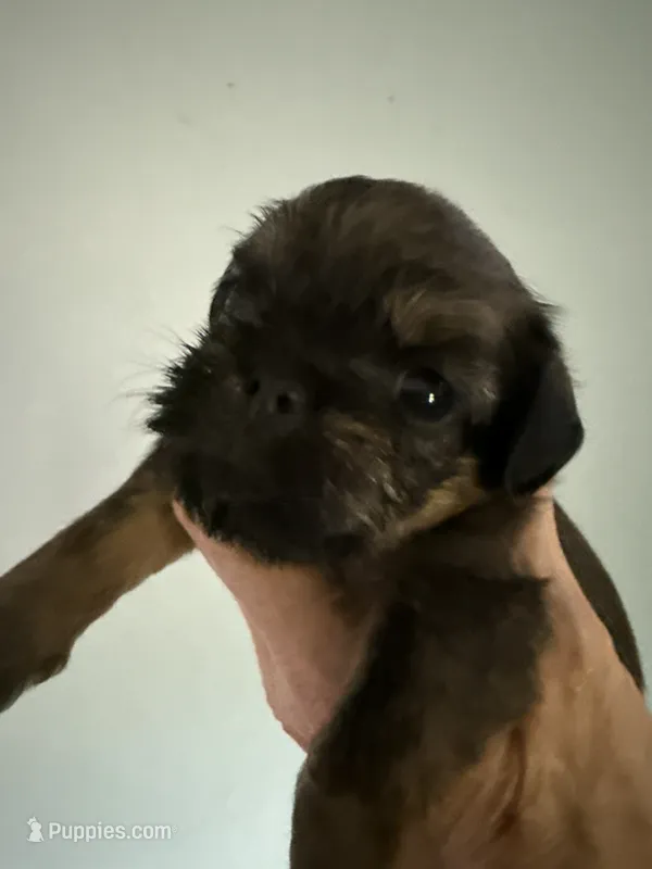 Sedona – Brussels Griffon puppy for sale in Trenton, NJ