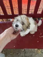 Joann, a female Havanese for sale in Trenton, NJ – 5 of 10