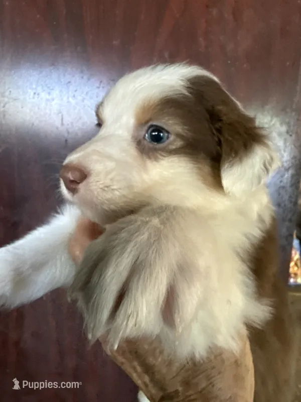 Annabell – Australian Shepherd puppy for sale in Trenton, NJ