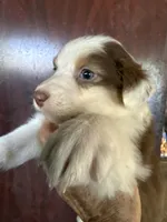 Annabell, a female Australian Shepherd for sale in Trenton, NJ – 2 of 8