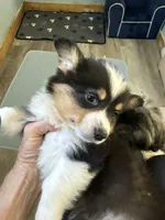 Wendy, a female Pembroke Welsh Corgi for sale in Trenton, NJ – 5 of 10