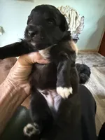Pedro, a male Schipperke and Pembroke Welsh Corgi for sale in Trenton, NJ – 3 of 5