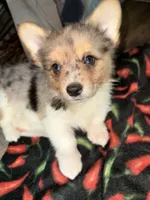 Wesley, a male Pembroke Welsh Corgi for sale in Trenton, NJ – 10 of 10