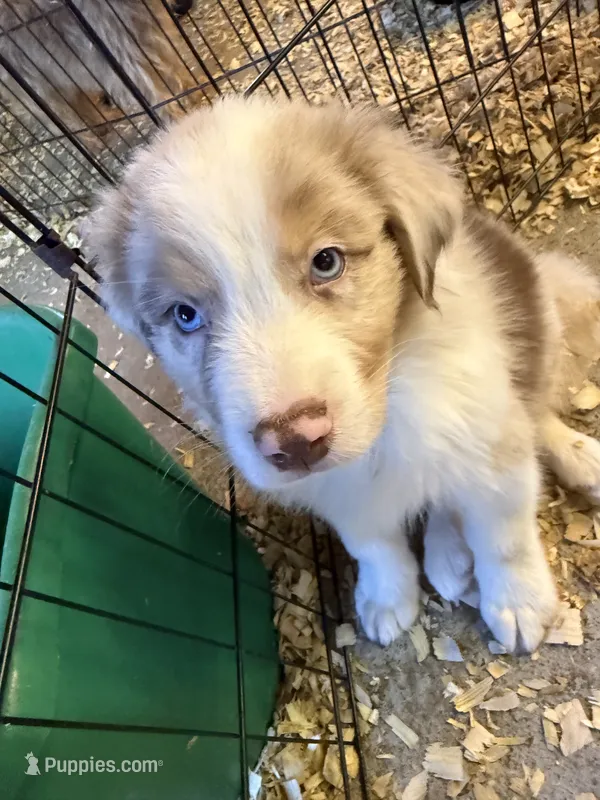 Atlas – Australian Shepherd puppy for sale in Trenton, NJ