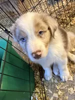 Atlas, a male Australian Shepherd for sale in Trenton, NJ – 3 of 10