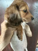 Russel, a male Miniature Dachshund for sale in Trenton, NJ – 3 of 5
