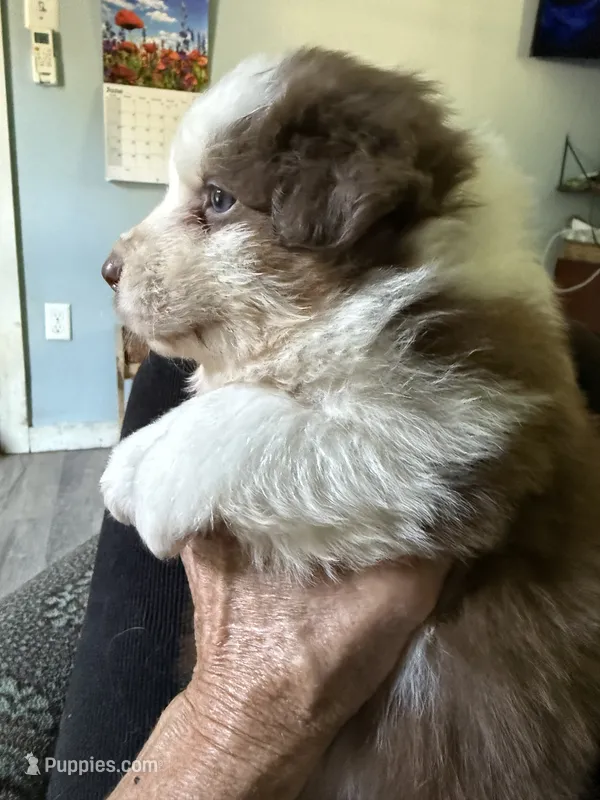 Beverly – Australian Shepherd puppy for sale in Trenton, NJ