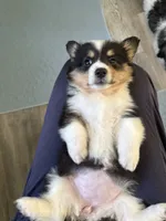 Wendy, a female Pembroke Welsh Corgi for sale in Trenton, NJ – 8 of 10