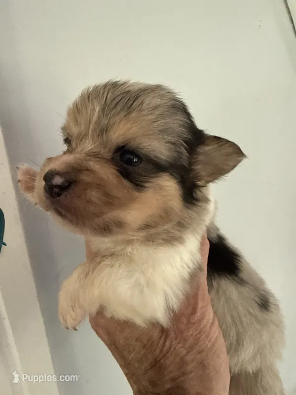 Wexford – Pembroke Welsh Corgi puppy for sale in Trenton, NJ