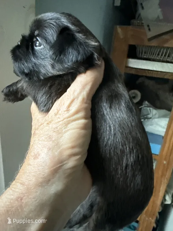 Sochi – Brussels Griffon puppy for sale in Trenton, NJ
