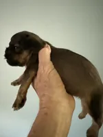 Salsa, a female Brussels Griffon for sale in Trenton, NJ – 7 of 7