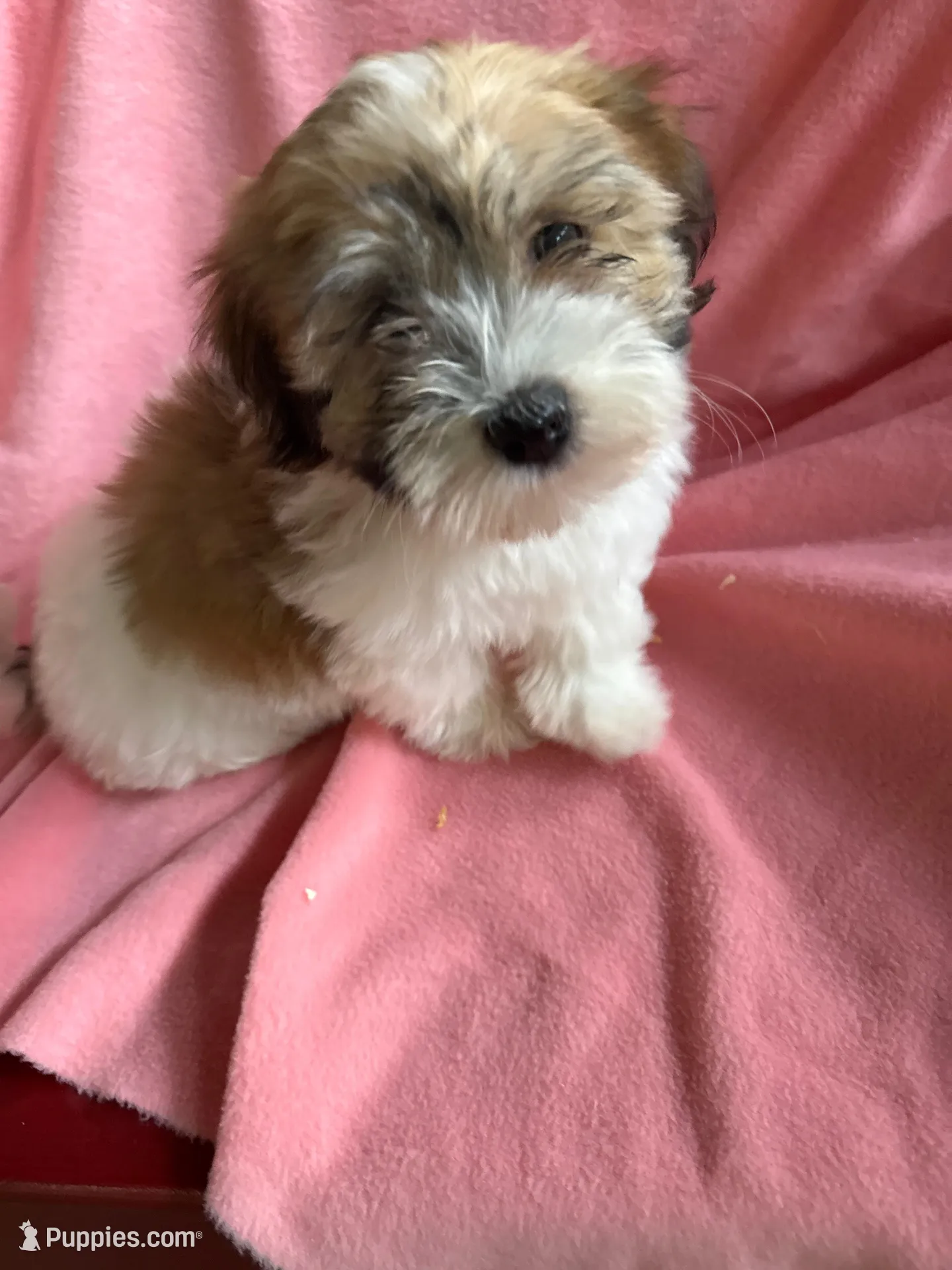 Joann, a female Havanese for sale in Trenton, NJ – 2 of 8