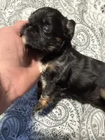 Sabastian, a male Brussels Griffon for sale in Trenton, NJ – 6 of 8