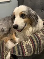 Eliza, a female Australian Shepherd for sale in Trenton, NJ – 7 of 7