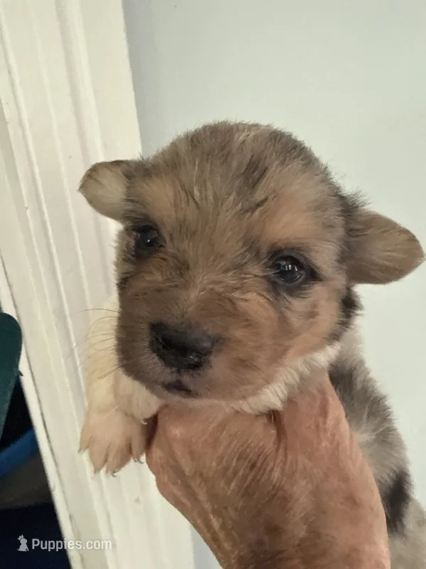 Wesley – Pembroke Welsh Corgi puppy for sale in Trenton, NJ