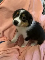 Alan, a male Australian Shepherd for sale in Trenton, NJ – 5 of 7