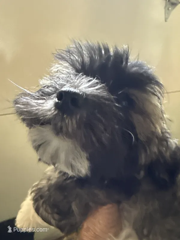 Justine – Havanese puppy for sale in Trenton, NJ