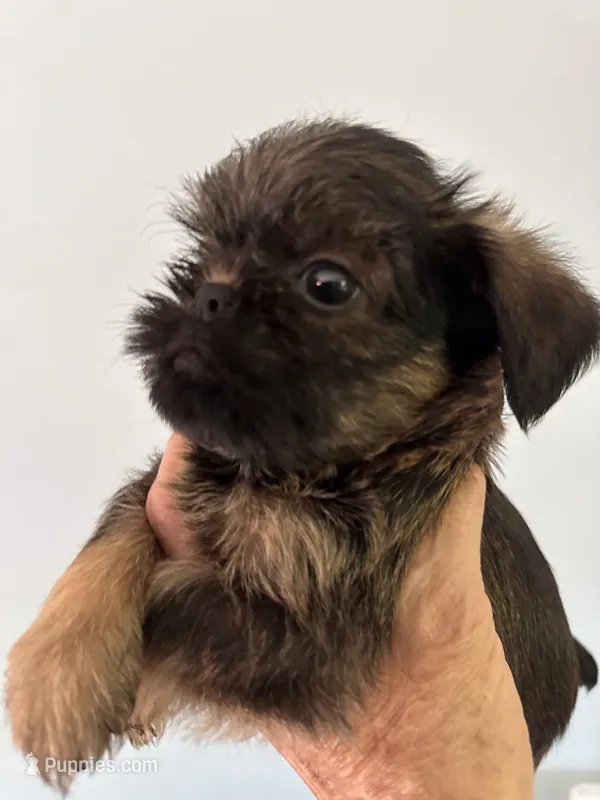 Lester – Brussels Griffon puppy for sale in Trenton, NJ