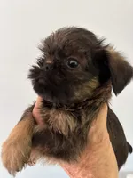 Lester, a male Brussels Griffon for sale in Trenton, NJ – 1 of 9