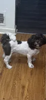 Oreo, a male Shih Tzu for sale in Lithonia, GA – 2 of 2