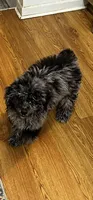 Frieda, a female Poodle - Miniature  for sale in Lithonia, GA – 1 of 2