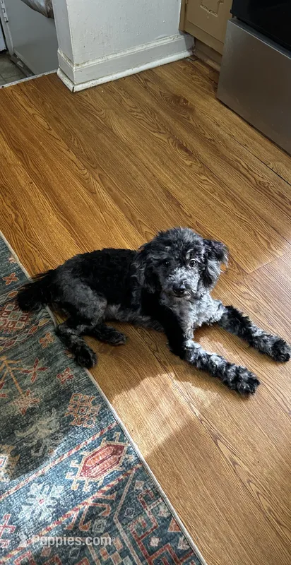 Frieda – Poodle - Miniature  puppy for sale in Lithonia, GA