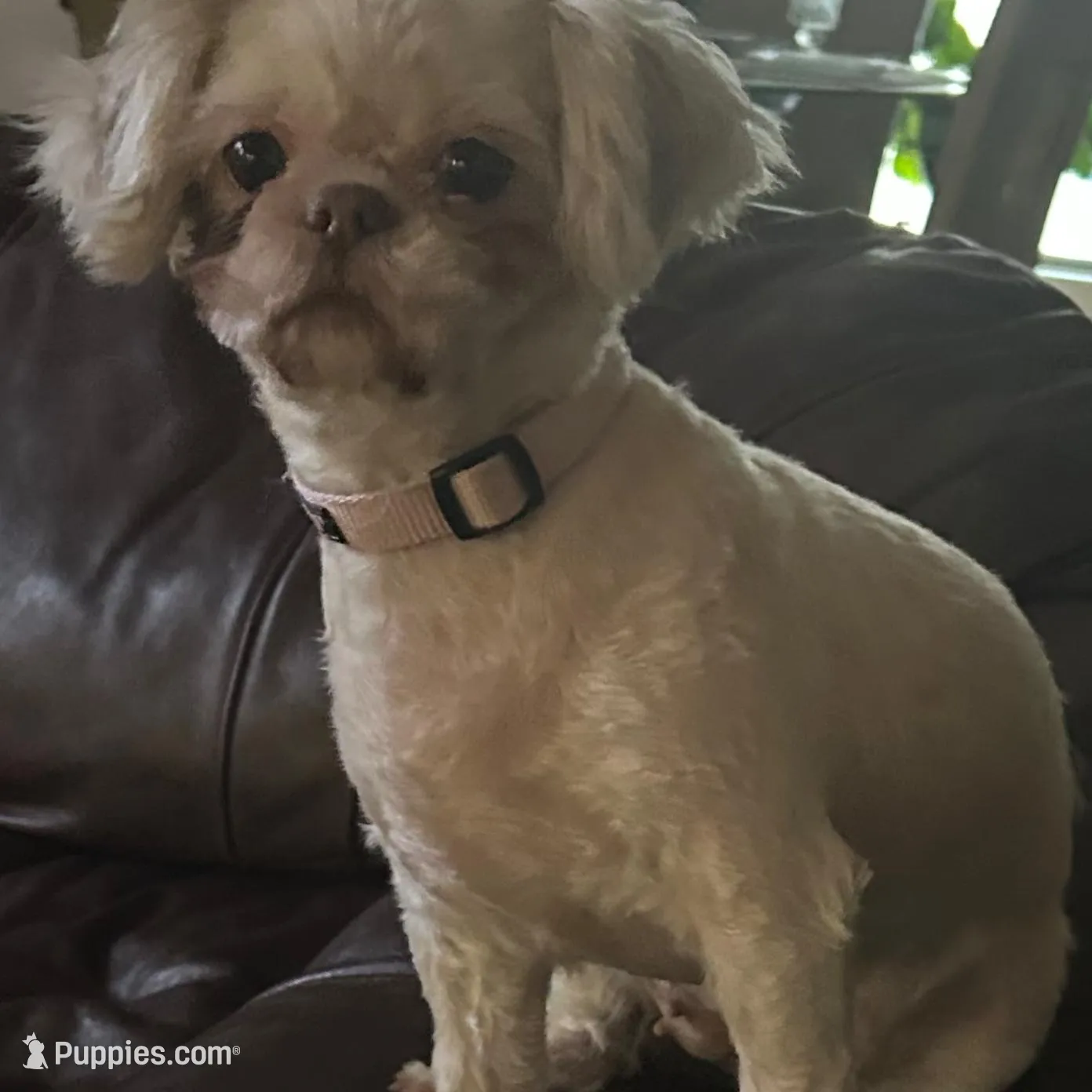 Girl 2, a female Shih Tzu for sale in Lithonia, GA – Photo 5 of 6