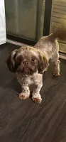 Buddy, a male Shih Tzu for sale in Lithonia, GA – 2 of 2