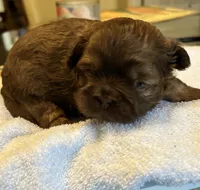 Boy 1, a male Shih Tzu for sale in Lithonia, GA – 2 of 2