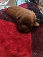 Girl 2, a female Shih Tzu for sale in Lithonia, GA – 2 of 2