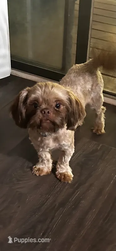 Buddy – Shih Tzu puppy for sale in Lithonia, GA