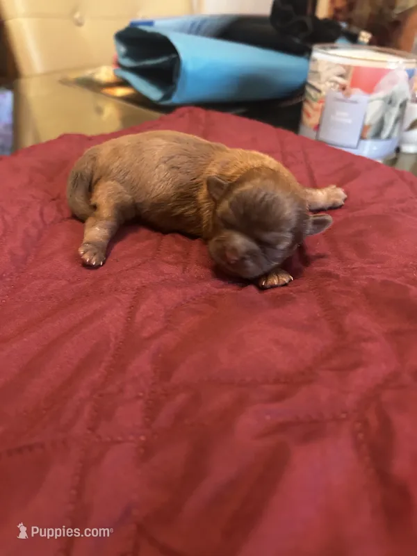 Girl 1 – Shih Tzu puppy for sale in Lithonia, GA