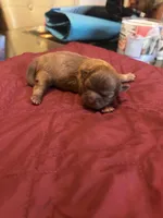 Girl 1, a female Shih Tzu for sale in Lithonia, GA – 1 of 2
