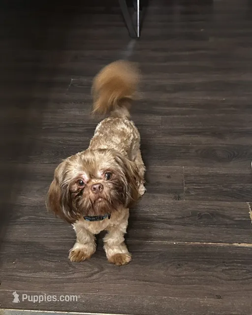 Buddy – Shih Tzu puppy for sale in Lithonia, GA