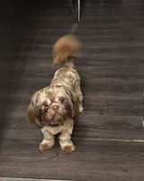 Buddy, a male Shih Tzu for sale in Lithonia, GA – 1 of 2