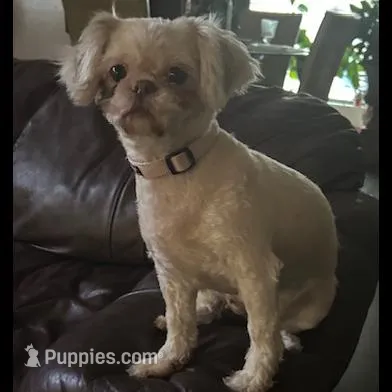 Girl 1, a female Shih Tzu for sale in Lithonia, GA – Photo 6 of 7