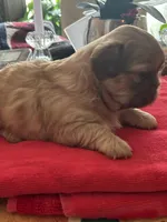 Girl 2, a female Shih Tzu for sale in Lithonia, GA – Photo 3 of 6