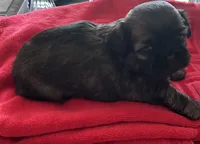 Girl 1, a female Shih Tzu for sale in Lithonia, GA – Photo 3 of 7