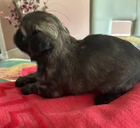 Girl 1, a female Shih Tzu for sale in Lithonia, GA – Photo 4 of 7