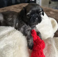 Girl 1, a female Shih Tzu for sale in Lithonia, GA – Photo 1 of 7