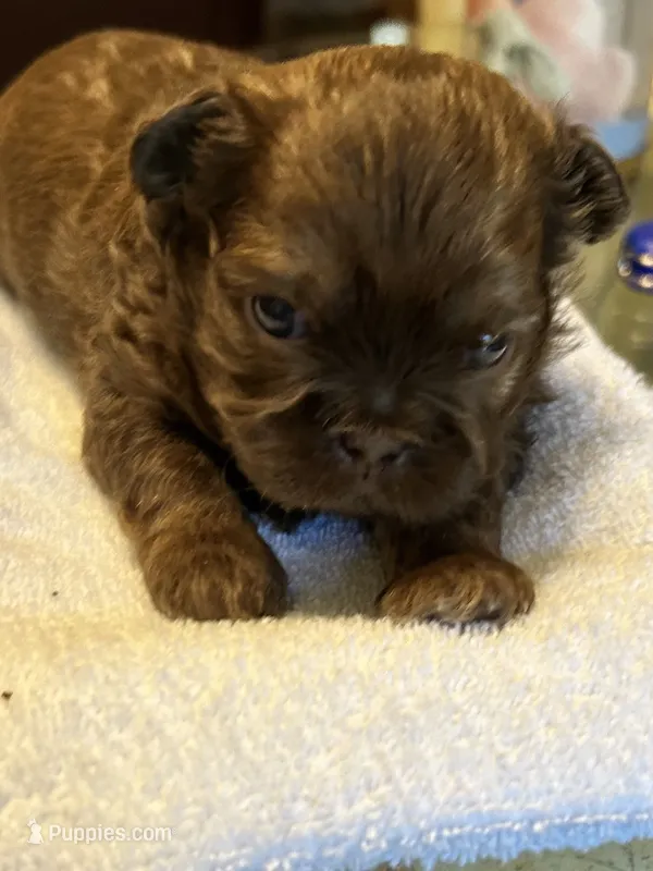 Boy 1 – Shih Tzu puppy for sale in Lithonia, GA