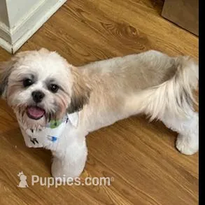 Girl 2, a female Shih Tzu for sale in Lithonia, GA – Photo 6 of 6