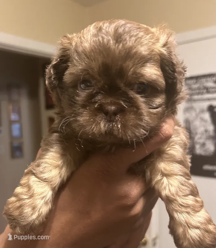 Rocky – Shih Tzu puppy for sale in Lithonia, GA