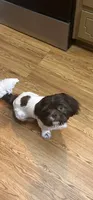 Oreo, a male Shih Tzu for sale in Lithonia, GA – 1 of 2