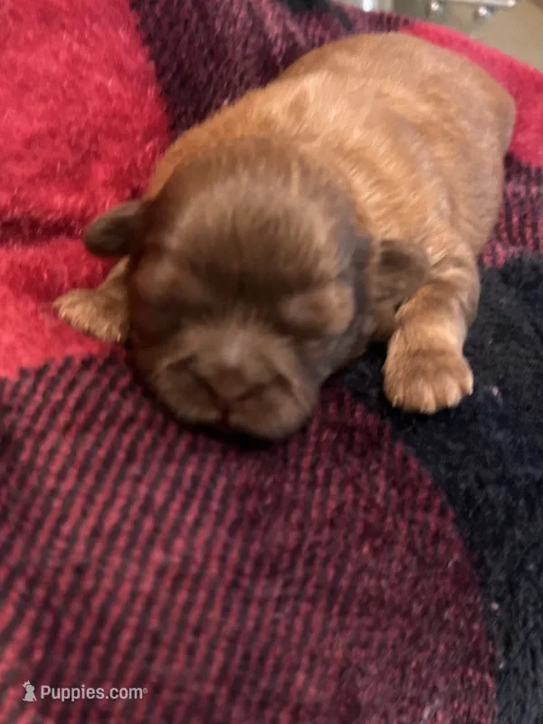 Girl 2 – Shih Tzu puppy for sale in Lithonia, GA