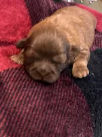 Girl 2, a female Shih Tzu for sale in Lithonia, GA – 1 of 2