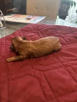 Girl 1, a female Shih Tzu for sale in Lithonia, GA – 2 of 2