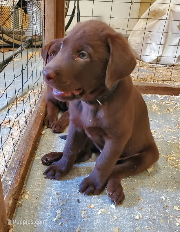 Rocko – Labrador Retriever puppy for sale in Midland, NC